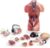 Female Torso Anatomy Model, 15 Detachable Parts for Teaching