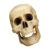 FewNvWa 3X White Resin Model Teaching Skeleton Ornament