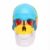 FILFEEL PVC Human Skull Anatomy Model Detachable Brain Teaching Display with Color Coded Regions for Science Education