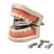 Funny Denture Shaped Stapler – Mini Novelty Office Gift (White)