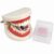 Funny Denture Shaped Stapler, Mini Desktop Office Stapler