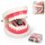 Funny Denture Shaped Stapler, Tooth-Shaped Stapler for Office with Staples (Stapler)