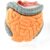 Gastrointestinal Anatomy Model, 4 Piece Detachable Intestine Parts