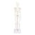GOWENIC 45cm Mini Skeleton Model with Movable Arms & Legs