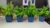 Griine 4 Pack Small Mini Artificial Potted Plants, Small Fake Greenery with Navy Blue Pots, Lifelike Mini Faux Plants Indoor for Home Office Desk Bathroom Shelf Farmhouse Kitchen Table Decor