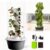 Growth Kit with Germination Tray: Fast Veggie Harvesting