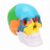 Hamwesh Skull Anatomy Model, Detachable Brain Cross Section, 11.5cm