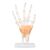 Hand Skeleton Model Life Size PVC with Joints for Teaching