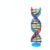harayaa Educational Structure Science Model Spiral Classroom Display Teaching Genetics Model Material Suitable for Home Table School Lessons