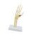 harayaa Hand Skeleton Demonstration Model Organ Structural Model for