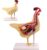 Hen Anatomy Model, Chicken Viscera Organs Research Model, Detachable Parts, Used for Teaching Demonstration, Livestock breeding, Pet Clinic Veterinary Training.