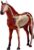 Horse Anatomy Model, Detachable Animal Anatomical 4D Visual Equine Models