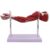 Human Anatomy Model Arm, 1/2 Life Size Upper Limb Muscle Anatomy with Digital Location Indicators for Medical Physiology Study and Teaching