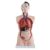 Human Anatomy Model, Male Torso Figure Model with 19 Removable Tools