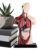 Human Body Anatomy Model – Detachable Torso Anatomy Kit Educational Science
