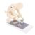 Human Body Bending Weight Lifting Spine Force Demonstration Model w/Base