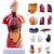 Human Body Model for Anatomy and Physiology, 11 Inch Human Anatomy Model with 14 Removable Parts, Anatomical Torso with Organs for Medical Students, Classroom & Science Education