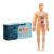 Human Body Model for Kids, 3D Human Skeleton Figure Educational Toy
