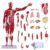 Human Body Muscular System Model – 31.5IN Human Anatomy Muscle Model, 1/2 Life-Size, 27 Detachable Parts, 347 Parts Indicator Signs – Includes Detailed Product Manual