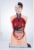 Human Body Torso Anatomy Model, Internal Organ Teaching Display Model