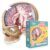 Human Brain Floor Puzzle – Doctor Livingston Jr Anatomy Model – 100 Piece Jigsaw Puzzle – Kids Puzzle and STEM Game About Brain – Medically Accurate Science Toys for Kids, Toddlers, Teens