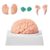 Human Brain Model – Life Size Brain Anatomical Model, 8 Detachable Parts, with Manual/Display Base, Manual/Display Base – for Learning Science Classroom Study Display