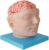 Human Brain Model, 9‑Part Detachable with Digital Markers for Teaching