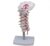 Human Cervical Spine Model with Carotid Artery & Nerve for School Teaching