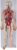 Human Circulatory System Artery Vein Anatomy Model for Teaching Display