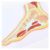 Human Foot Anatomy Model, Foot Joint Skeletal Muscle Model with Ligaments