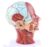 Human Half-Head Model – Neurovascular Anatomical Sagittal Model of The Head, with Muscles, 81 Numeric Markers, Shows Superficial Neurovascular and Musculature