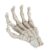 Human Hand Skeleton Model, 6.1 inch Anatomical Hand Bone for Teaching Tool