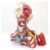 Human Head Neck Muscle & Brain Anatomical Model, Cranial Neck Thorax Model with Trachea Thyroid Structure for Medical Teaching & Display