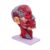 Human Head Superficial Neurovascular Model – 1:1 Life Size Human Head Anatomical Model, with Superficial Neurovascular and Musculature Details, Ideal for Kids’ Learning, Education, and Display