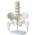 Human Lumbar Spine Model with Pelvis and Leg Bones – 5-Section Removable Anatomy Model