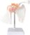Human Shoulder Joint Anatomy Model with Ligaments and Skeleton, Movable Abduction Adduction for School Teaching and Learning