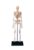 Human Skeleton Model with Nerves