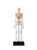 Human Skeleton Model with Nerves, Veins & Arteries for Anatomy Education