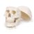 Human Skull Model, PVC Adult Skull Anatomy Teaching Model