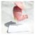 Human Stomach Anatomical Model, Digestive System Medical Model for Education, Detailed Human Anatomy Teaching Aid