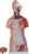 Human Torso Anatomy Model, 23 Detachable Parts for Medical Teaching