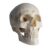 IVQAPP Human Skull Model with Removable Skull Cap and Articulated Mandible for Demonstration Science Experiment Teaching Tool (A) (A)