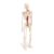 Jiawu DIY Human Skeleton Model for Anatomy Students, 85cm PVC Anatomy Display with Flexible Joints and Stand