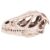 Jiawu Resin Dinosaur Skull Model Lifelike Animal Skeleton, Desktop Decor Craft for Home Office Teaching Prop, EcoFriendly Skull Dinosaur Enthusiasts