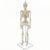 Jinhxofs Medical Teaching Skeleton Educational Skeleton Model Skeleton Human Skeleton Model with Top Hook and Stable Base PVC Build Suitable for classrooms