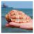 JSFZM Seashells Large 7-10cm Conch Shells for Hermit Crab Habitat Decor
