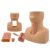 JTYZWLRBY Tracheostomy Simulator Model, Manikin Cartilage Tracheotomy Training Model PVC Cricothyrotomy Care for Science Lab Study Practice