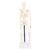Keenso Human Skeleton Model 42cm Flexible Design