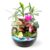 Kuntesetty Miniature Terrarium Desktop Potted Kit Suitable for Gift Giving Home Decoration Office Display Classroom use Botanical Collection 10cm