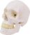 Labeled Human Skull Model, Removable Mandible & Base for Medical Teaching